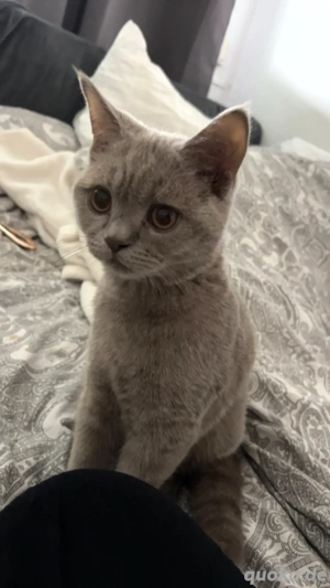 Britisch Kurzhaar Kater 