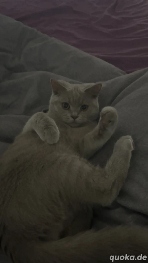 Britisch Kurzhaar Kater  Bild 2