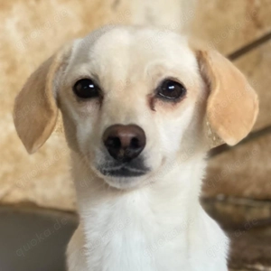 Morwen, geb. ca. 11 2023, lebt in GRIECHENLAND, auf einer privaten Pflegestelle 