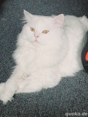 Perser Deckkater  (Kevin Verkauf)