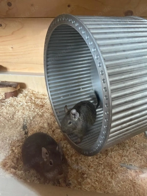 2 Degu Weibchen in liebevolle Hände abzugeben 