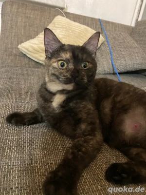 Junge Katze sucht ihre Menschen 