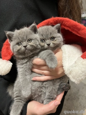 BKH Kitten Katze britisch kurxhaar