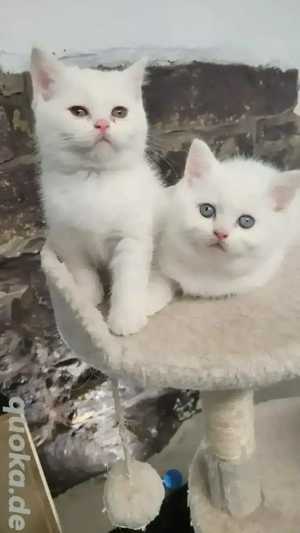 britisch kurzhaar kitten 
