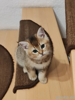 Süßes Britisch Kurzhaar Kitten