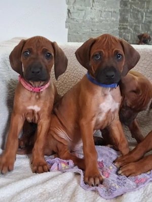 Rhodesian Ridgeback Welpen suchen ein Zuhause 