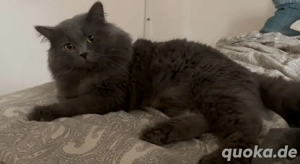 BKH BLH deckater kein verkauf !