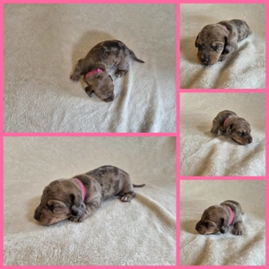 Reinrassige Dackelwelpen 