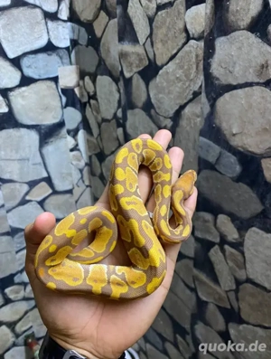 Zu verkaufen: Atemberaubender Ultramel Tessera Het Clown Königspython