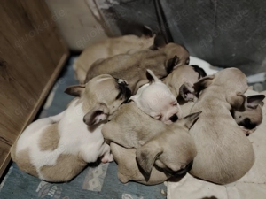 Wirklich hübsche Welpen