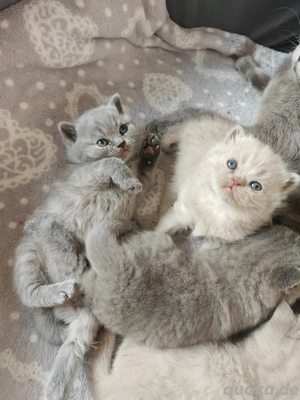 BKH BRITISCH kurzhaar Kitten 