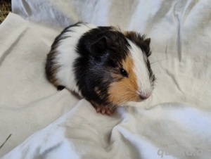 Meerschweinchen Weibchen 