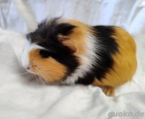 Meerschweinchen Weibchen 