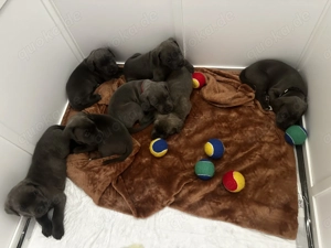 Cane corso Welpen Blue line  