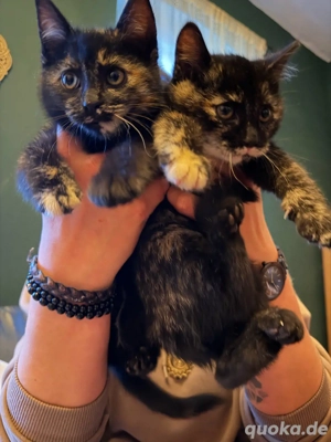    Zwei süße Schildpatt-Kitten suchen ein Zuhause!