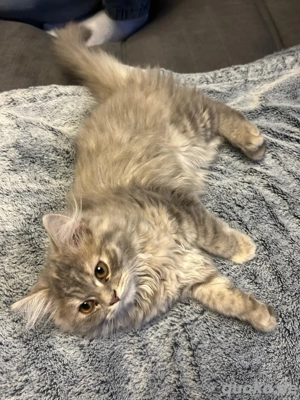 Persamix Weibchen geb.10.8.25