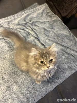 Persa Kätzchen abzugeben 15 Wochen jung Weibchen