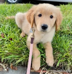 Golden Retriever Welpen