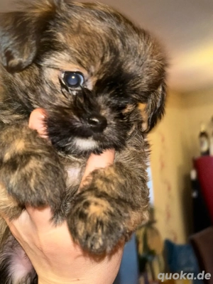 shizu chihuahua welpen 