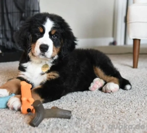 Berner Sennenhund Welpen   sanft & familienlieb