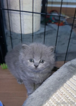 BKH kitten reinrassig