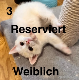 süße BKH-Kätzchen Bild 5