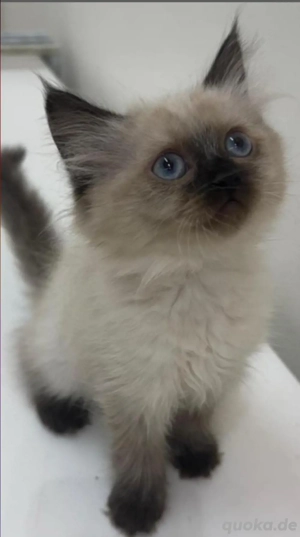 Süße Siam Kitten abzugeben   gesund und verspielt