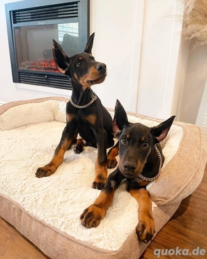 Dobermann Welpe   aufmerksam & familienbezogen 