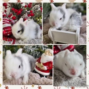 niedliche kleine Löwenkopf Zwergkaninchen Plüsch Hase