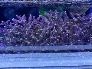 Acropora Koralle Valida XXL