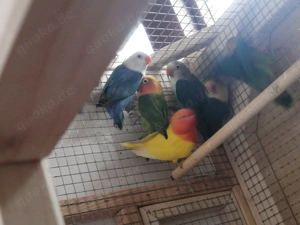 Pfirsichköpfchen von 2025 abzugeben 