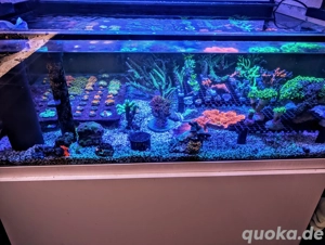 Diverse Korallenableger ab 5 