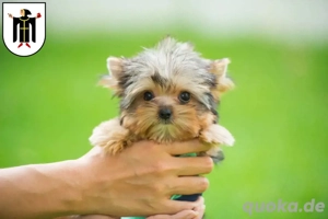 Suche Toy   Mini   Teacup Yorkshire Terrier
