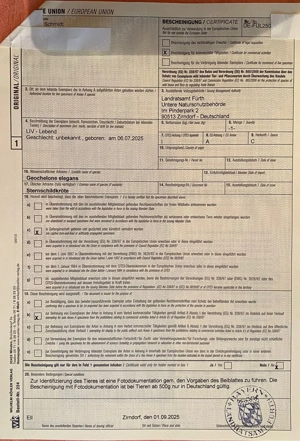 Sternschildkröten; Geochelone elegans Bild 5