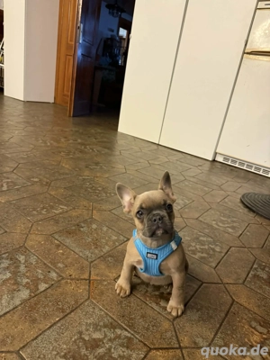 hund franzősische Bulldigge