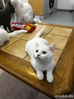 Zwei Hauskatzen suchen ein liebevolles neues Zuhause 