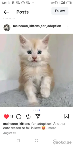 Wunderschönes Maine-Coon-Kätzchen zur kostenlosen Adoption.