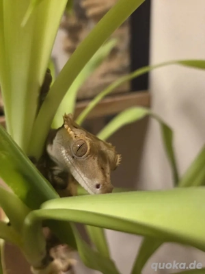 Kronengecko männlich 