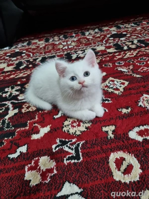 BKH Britisch Kurzhaar baby gold shaded