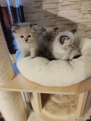 Neva Masquarade Kätzchen 