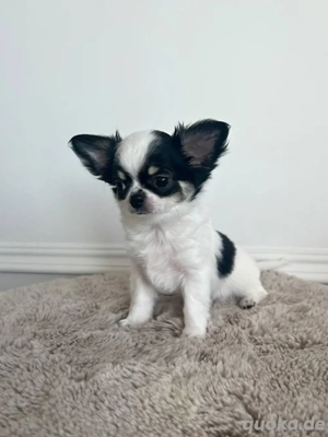 Bezaubernde Mini-Welpen suchen ein Zuhause für immer  