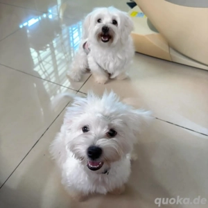 Mini Maltipoo Welpen, treue Gefährten fürs Herz