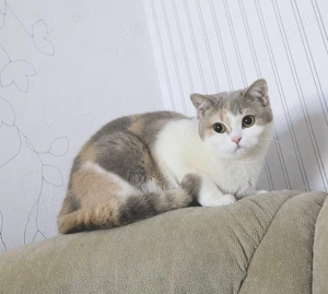 Premium-BKH-Kätzchen: hochwertig, gesund & aus zertifizierter Zucht