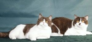 Premium-BKH-Kätzchen: hochwertig, gesund & aus zertifizierter Zucht