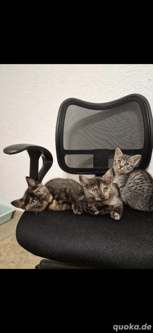 Babykatze mädchen Nabelbruch angeboren