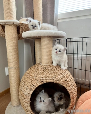 Katzenbabys Ragdoll