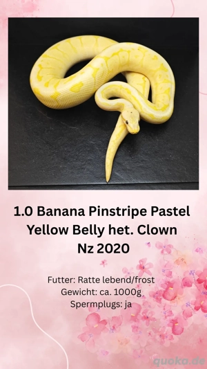 Königspython 