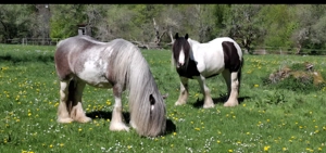  2 Irish Tinker Stuten suchen ein 5 Sterne Zuhause 