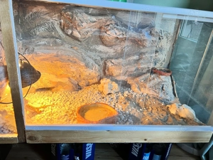 Bartagame mit Terrarium 