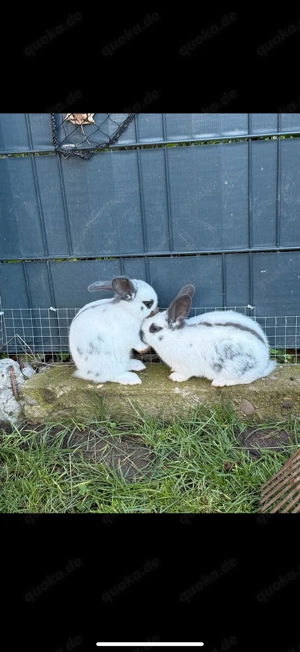 Kaninchenbabys, Hasenbabys